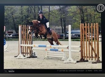 Sonstige Rassen Mix, Wallach, 11 Jahre, 144 cm, Fuchs