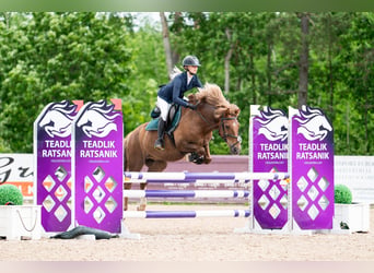 Sonstige Rassen, Wallach, 11 Jahre, 145 cm, Rotbrauner
