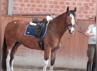 Sonstige Rassen, Wallach, 11 Jahre, 150 cm, Brauner
