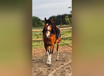 Sonstige Rassen, Wallach, 11 Jahre, 150 cm, Brauner