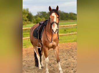 Sonstige Rassen, Wallach, 11 Jahre, 150 cm, Brauner