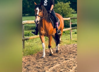Sonstige Rassen, Wallach, 11 Jahre, 150 cm, Brauner