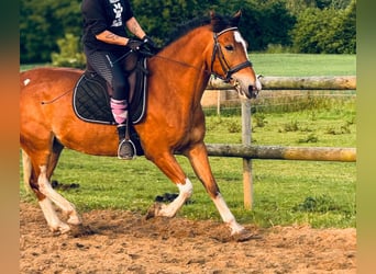 Sonstige Rassen, Wallach, 11 Jahre, 150 cm, Brauner