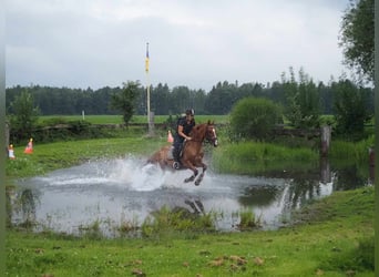 Sonstige Rassen, Wallach, 11 Jahre, 154 cm, Fuchs