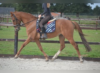 Sonstige Rassen, Wallach, 11 Jahre, 154 cm, Fuchs