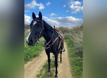 Sonstige Rassen, Wallach, 11 Jahre, 155 cm, Rappe