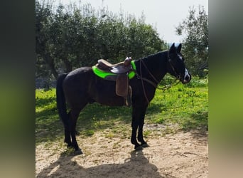Sonstige Rassen, Wallach, 11 Jahre, 155 cm, Rappe
