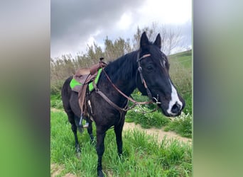 Sonstige Rassen, Wallach, 11 Jahre, 155 cm, Rappe