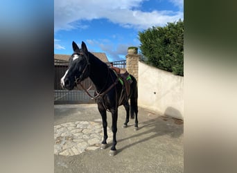 Sonstige Rassen, Wallach, 11 Jahre, 155 cm, Rappe