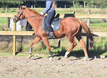 Sonstige Rassen, Wallach, 11 Jahre, 158 cm, Fuchs