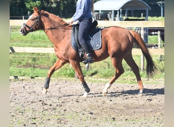 Sonstige Rassen, Wallach, 11 Jahre, 158 cm, Fuchs