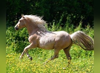 Sonstige Rassen Mix, Wallach, 11 Jahre, 158 cm, Overo-alle-Farben