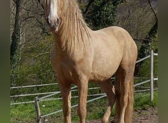 Sonstige Rassen Mix, Wallach, 11 Jahre, 158 cm, Overo-alle-Farben
