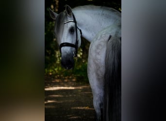 Sonstige Rassen, Wallach, 11 Jahre, 158 cm, Schimmel
