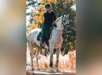 Sonstige Rassen, Wallach, 11 Jahre, 158 cm, Schimmel
