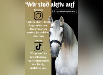 Sonstige Rassen, Wallach, 11 Jahre, 158 cm, Schimmel