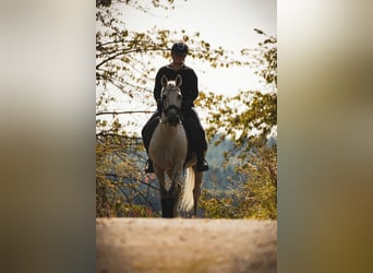 Sonstige Rassen, Wallach, 11 Jahre, 158 cm, Schimmel