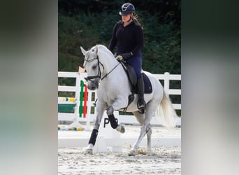 Sonstige Rassen, Wallach, 11 Jahre, 158 cm, Schimmel