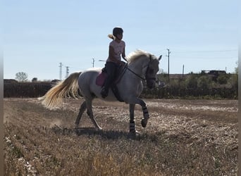 Sonstige Rassen, Wallach, 11 Jahre, 160 cm, Schimmel