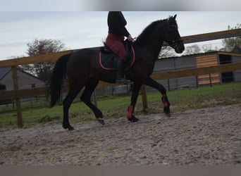 Sonstige Rassen, Wallach, 11 Jahre, 161 cm, Dunkelbrauner