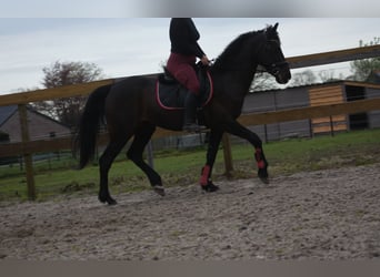 Sonstige Rassen, Wallach, 11 Jahre, 161 cm, Dunkelbrauner