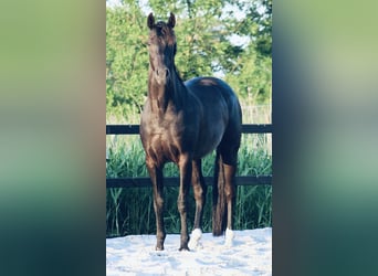 Sonstige Rassen, Wallach, 11 Jahre, 162 cm, Rappe