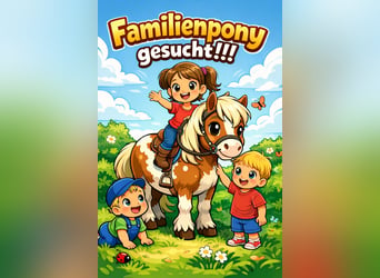 Sonstige Rassen, Wallach, 11 Jahre