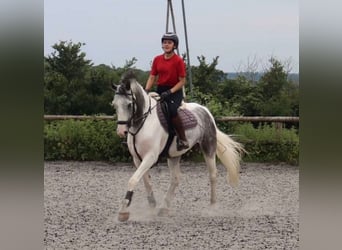 Sonstige Rassen, Wallach, 11 Jahre, Roan-Blue