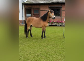 Sonstige Rassen, Wallach, 12 Jahre, 115 cm, Falbe