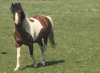 Sonstige Rassen Mix, Wallach, 12 Jahre, 135 cm, Schecke