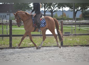 Sonstige Rassen, Wallach, 12 Jahre, 154 cm, Fuchs