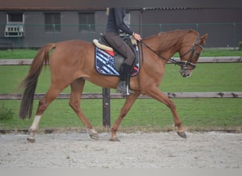 Sonstige Rassen, Wallach, 12 Jahre, 154 cm, Fuchs