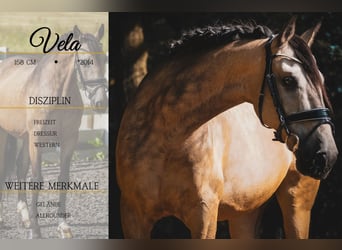 Sonstige Rassen, Wallach, 12 Jahre, 158 cm, Buckskin