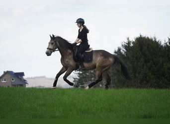 Sonstige Rassen, Wallach, 12 Jahre, 158 cm, Buckskin