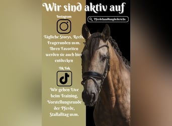 Sonstige Rassen, Wallach, 12 Jahre, 158 cm, Buckskin