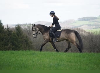 Sonstige Rassen, Wallach, 12 Jahre, 158 cm, Buckskin