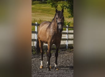 Sonstige Rassen, Wallach, 12 Jahre, 158 cm, Buckskin