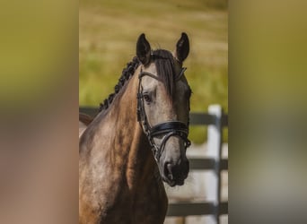 Sonstige Rassen, Wallach, 12 Jahre, 158 cm, Buckskin