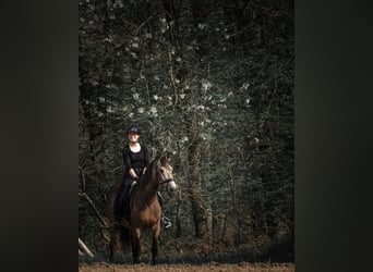 Sonstige Rassen, Wallach, 12 Jahre, 158 cm, Buckskin