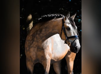 Sonstige Rassen, Wallach, 12 Jahre, 158 cm, Buckskin