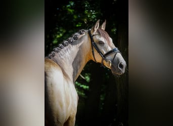Sonstige Rassen, Wallach, 12 Jahre, 158 cm, Buckskin