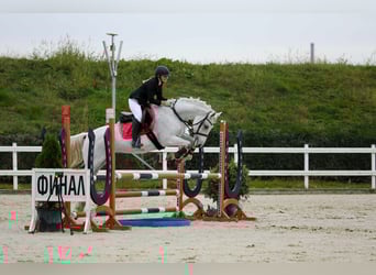 Sonstige Rassen, Wallach, 12 Jahre, 160 cm, Schimmel