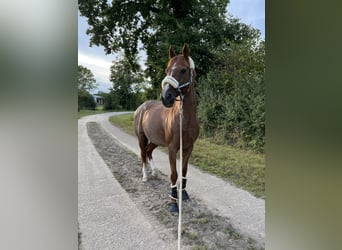 Sonstige Rassen Mix, Wallach, 12 Jahre, 163 cm, Roan-Red