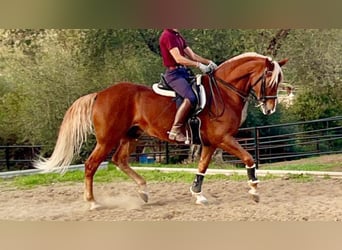 Sonstige Rassen, Wallach, 12 Jahre, 164 cm, Palomino