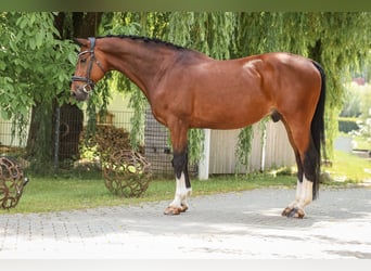 Sonstige Rassen, Wallach, 12 Jahre, 168 cm, Brauner