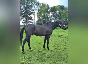 Sonstige Rassen, Wallach, 12 Jahre, 172 cm, Rappe