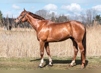 Sonstige Rassen, Wallach, 12 Jahre, Dunkelfuchs