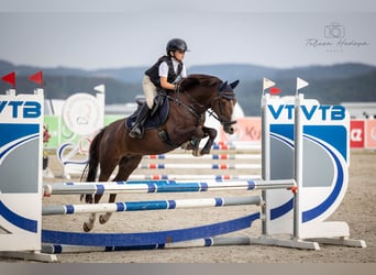 Sonstige Rassen, Wallach, 13 Jahre, 133 cm, Dunkelfuchs
