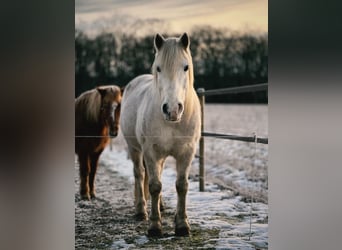 Sonstige Rassen Mix, Wallach, 13 Jahre, 148 cm, White