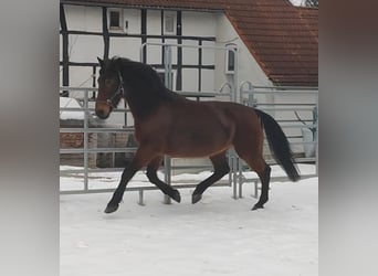 Sonstige Rassen, Wallach, 13 Jahre, 158 cm, Brauner